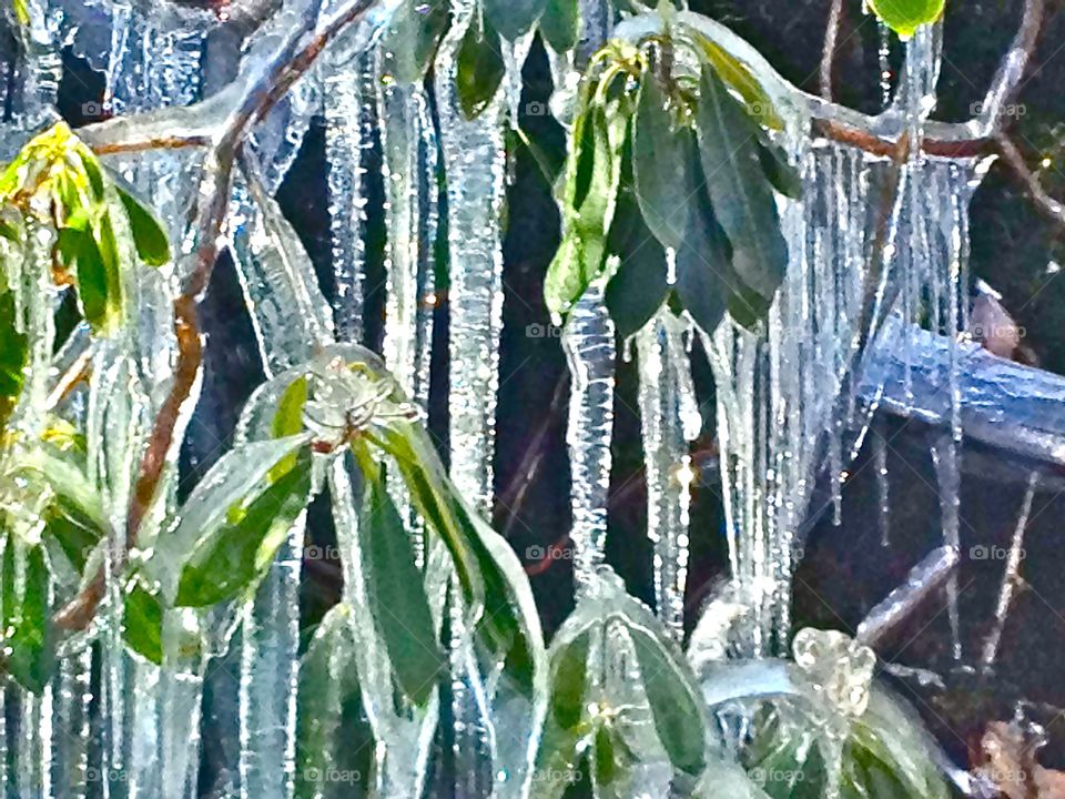 Icicles 