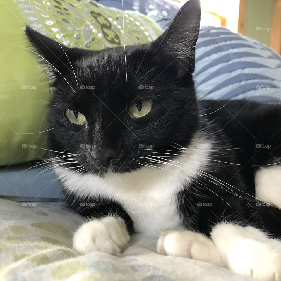 This cat looks as if she has just spotted something