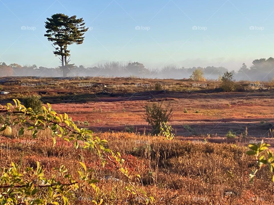 Morning Mist Rises From A Blueberry Field As A Lone Tree Stands Like A Sentinel In The Horizon.