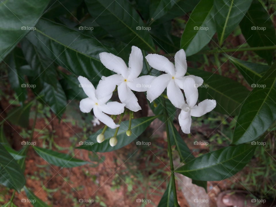 flowers