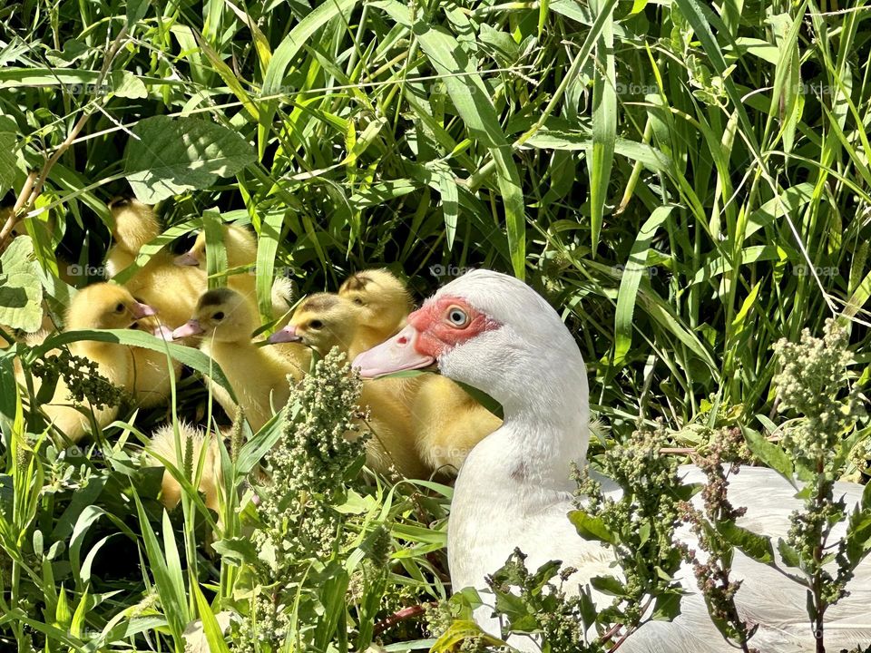 Ducks#babies#nature