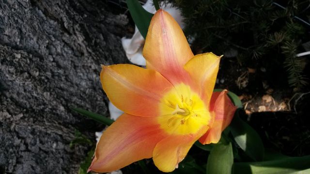my tulips