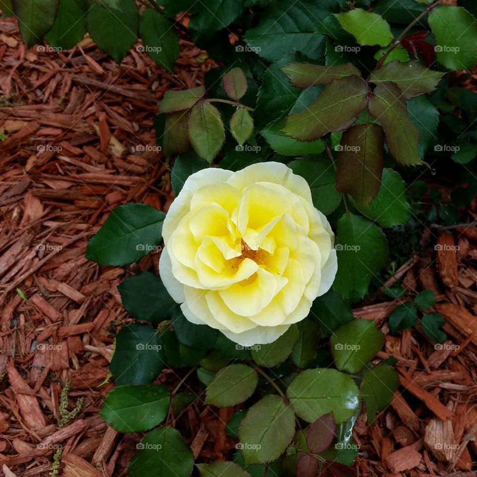 Yellow Rose of Mine