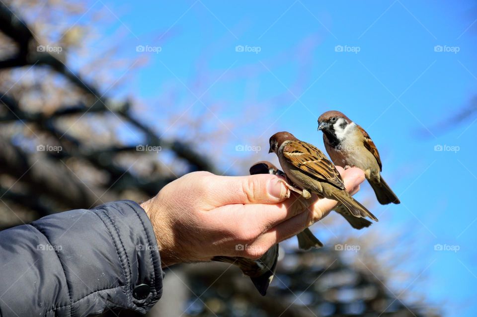 birds that eat from my hands