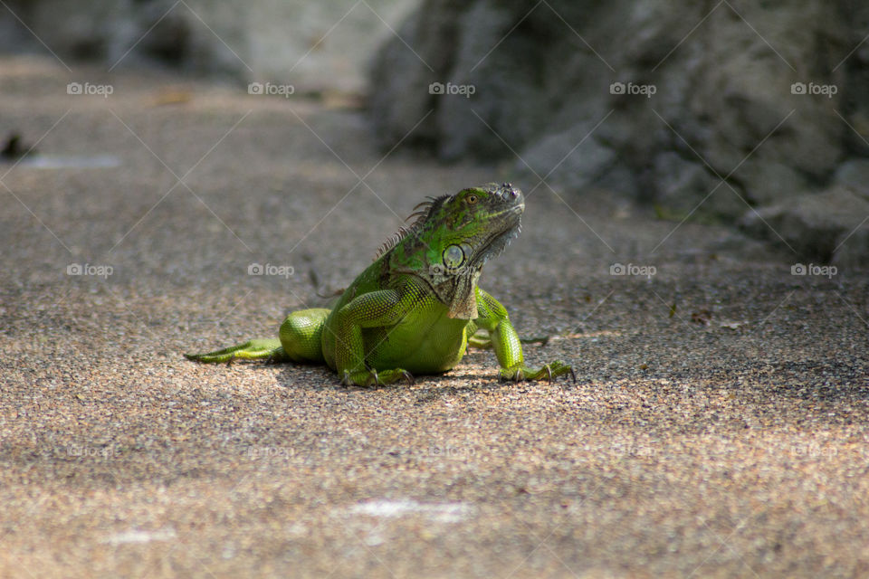 Iguana