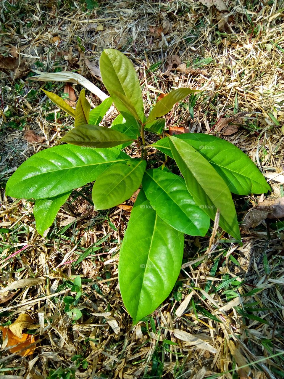 Leaf pattern, ground