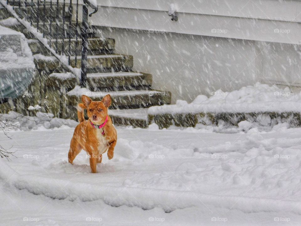 Knox enjoying today’s storm 