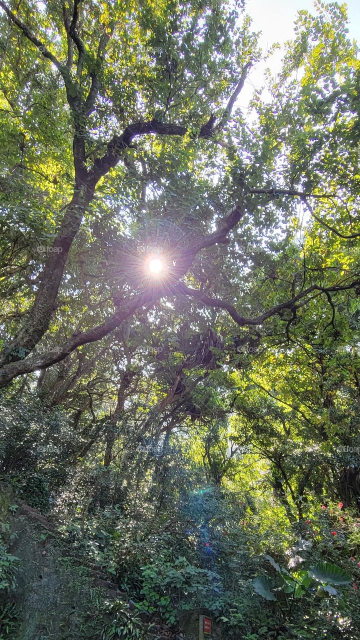 Hiking at Hong Kong Kadoorie Farm on a sunny day