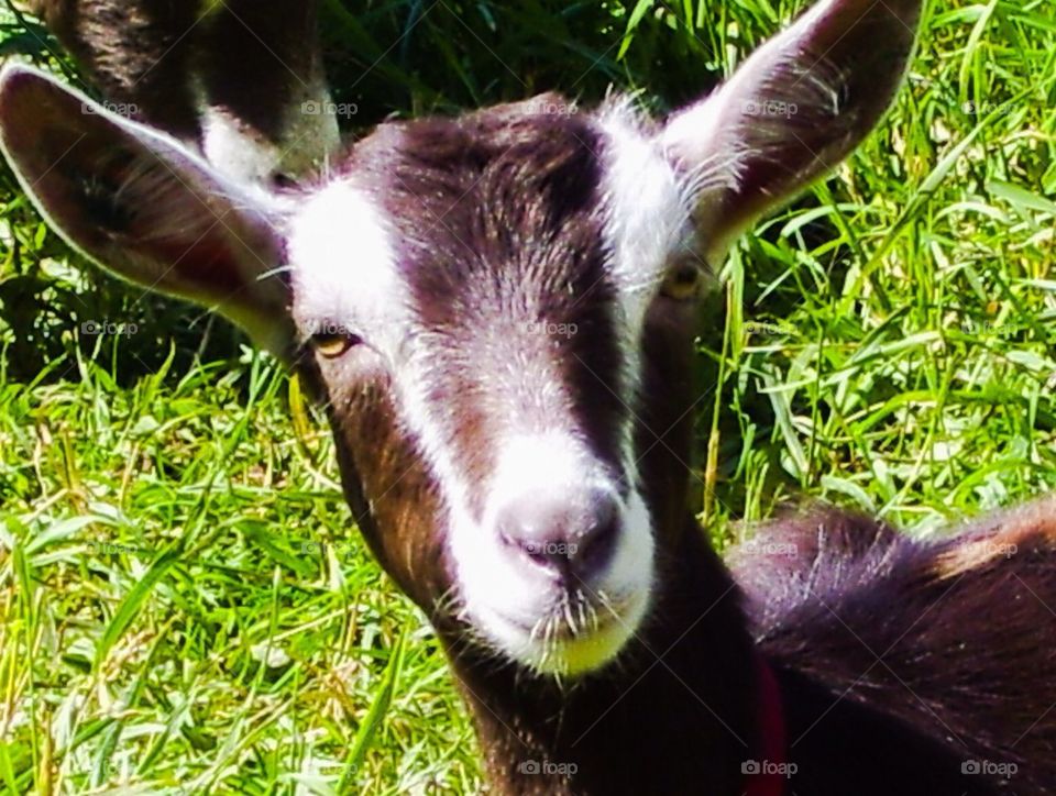 Rosie Goat
