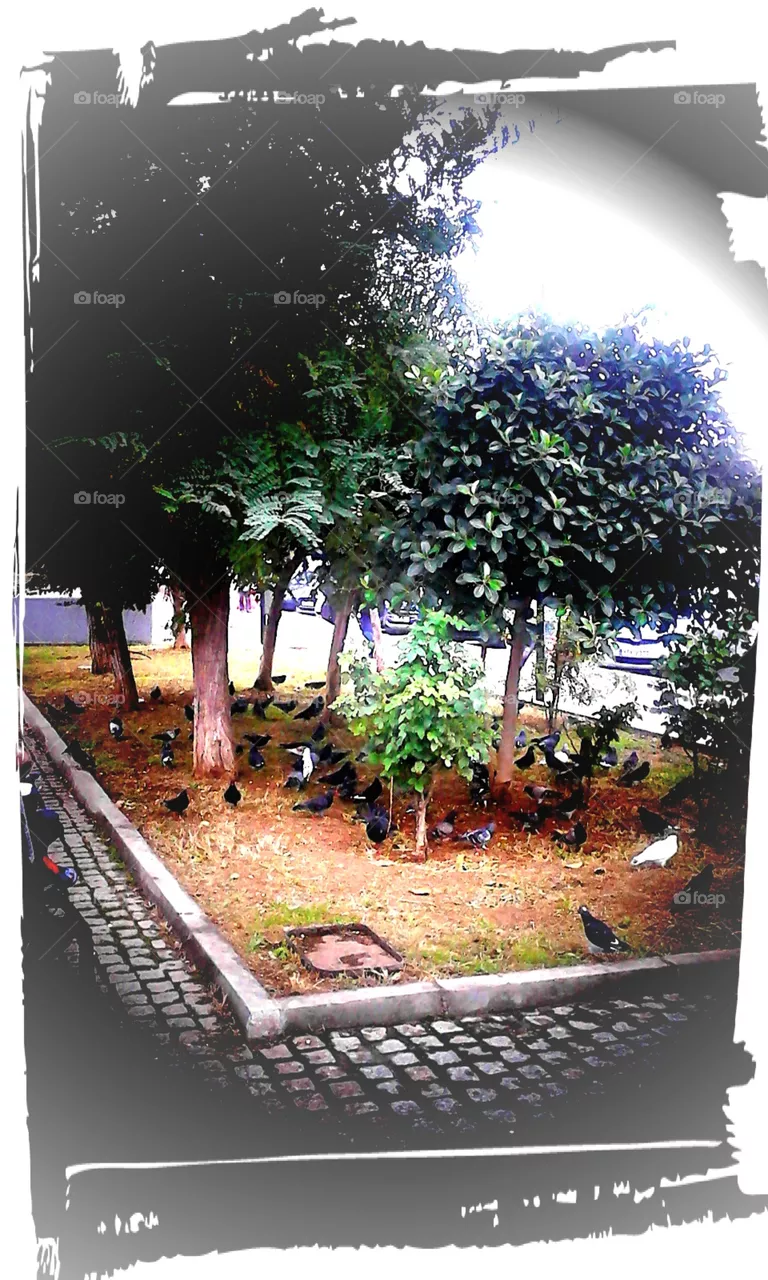 park