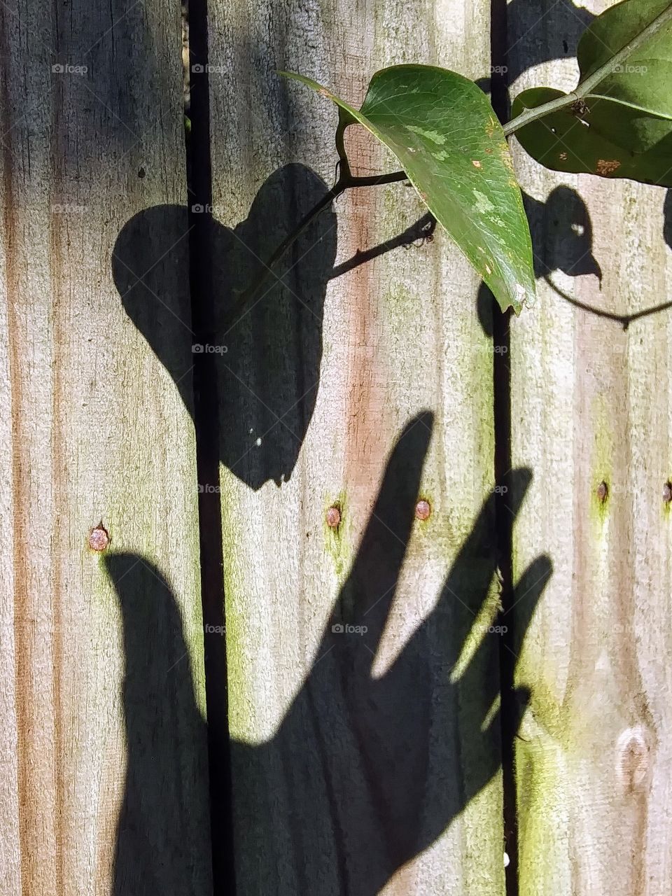 shadow hand grabs for shadow leaf