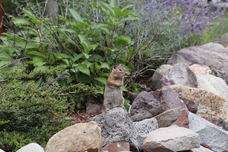Ouray chipmunk