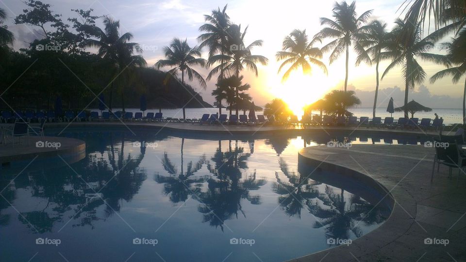 Reflection of palms