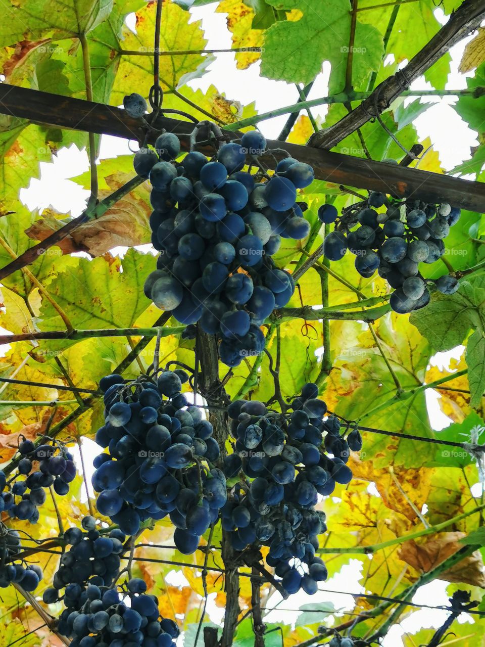 Plants green day forest