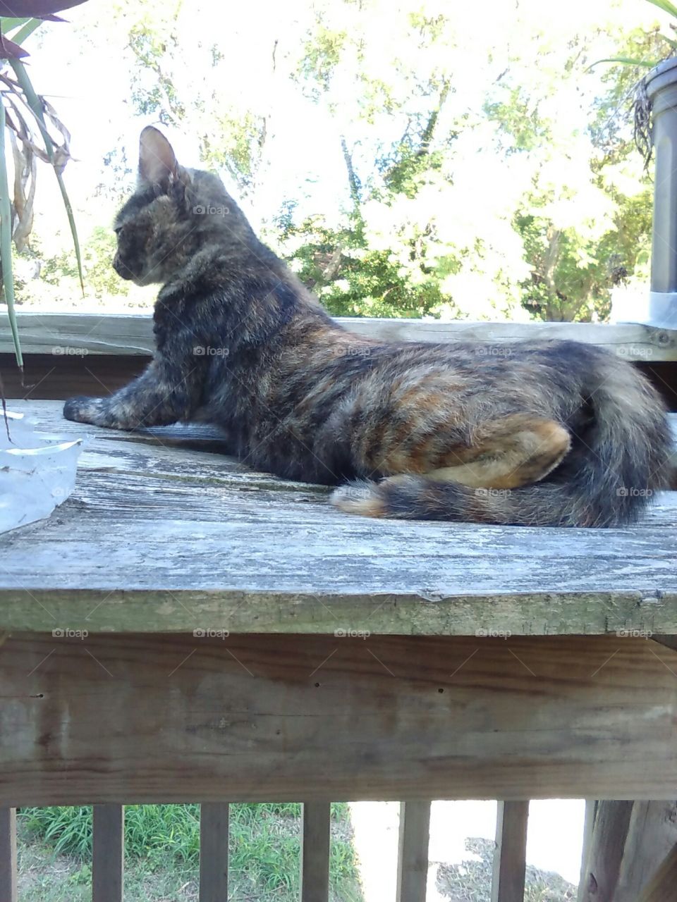 Calico Kitten Stretching