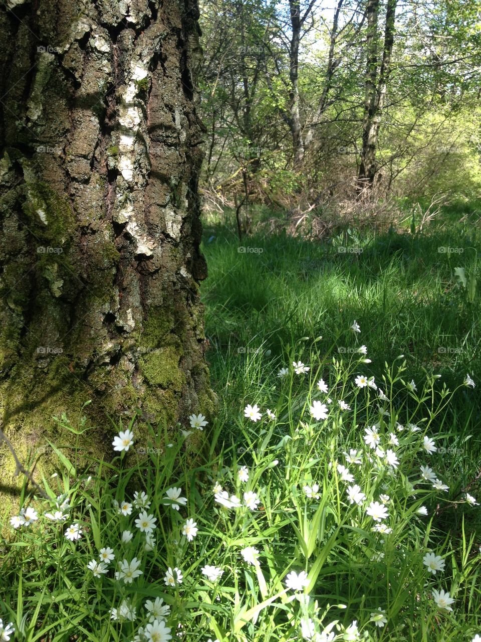 Birch tree and white flowers