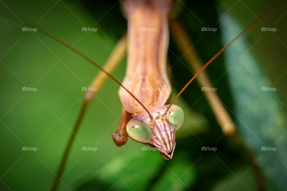 A Chinese Mantis hangs vertically while giving “the eye” to the photographer that’s interrupting its hunt. 