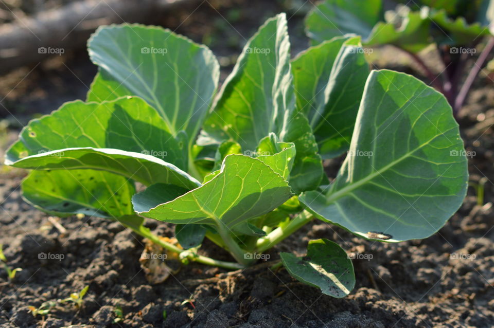 young cabbage