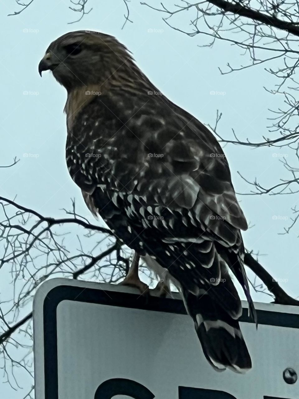 Red shouldered hawk