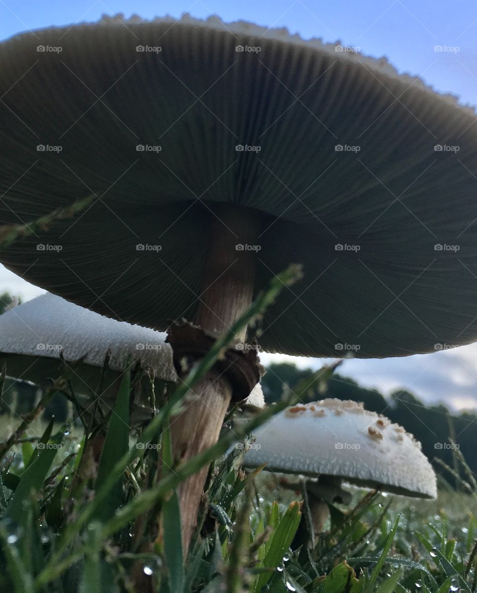 Undercarriage of a shroom