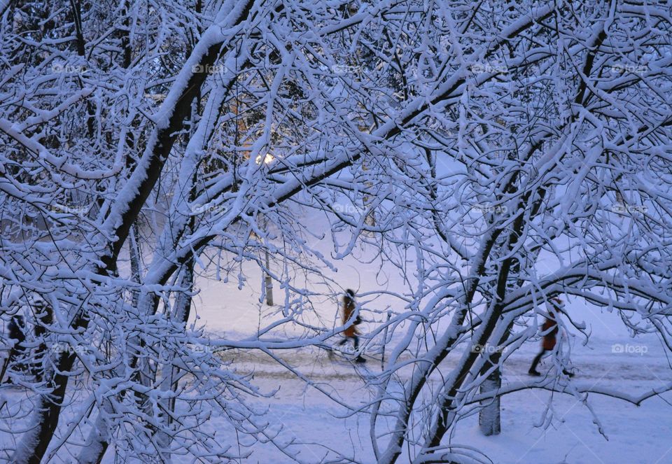 Close-up of snow covered tree