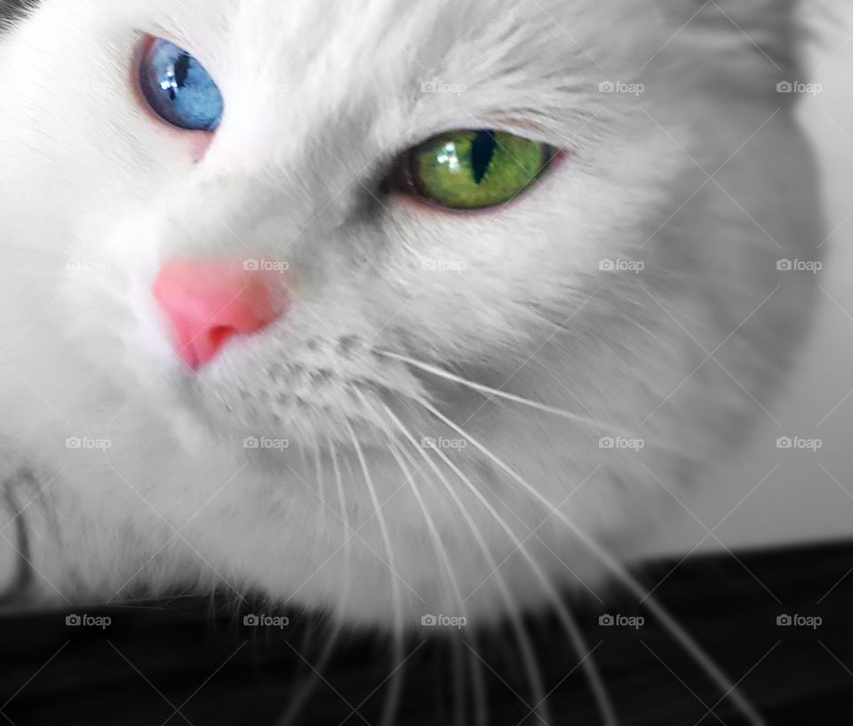 One Iris blue one Iris Gold.