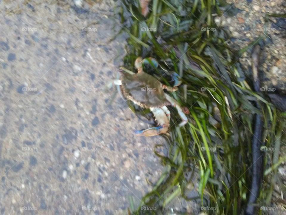 a crab we saved from a resteraunt parking lot