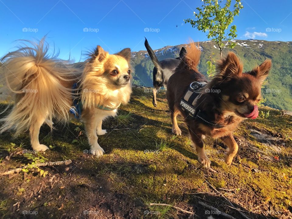 Chihuahuas summer hiking in the Norwegian mountains 😍