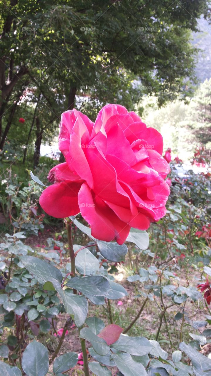 red big rose
