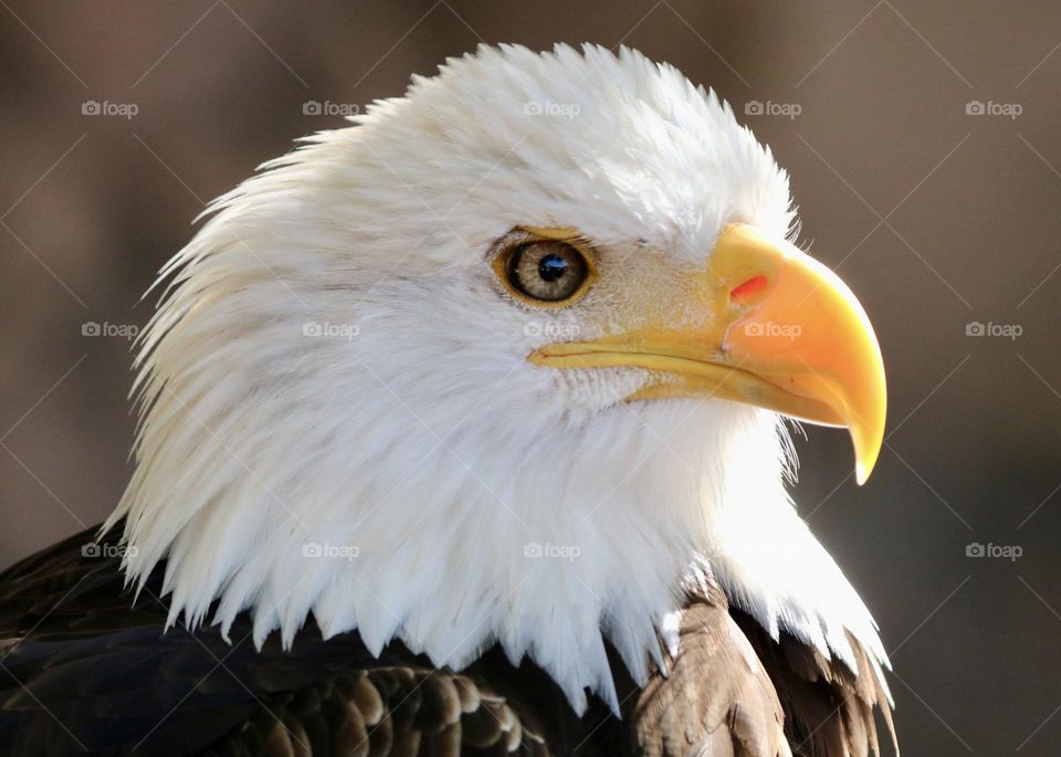 Eagle 