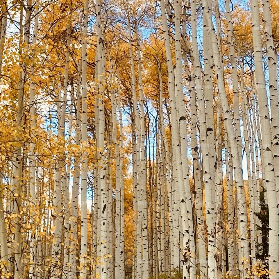 Aspens in Aspen