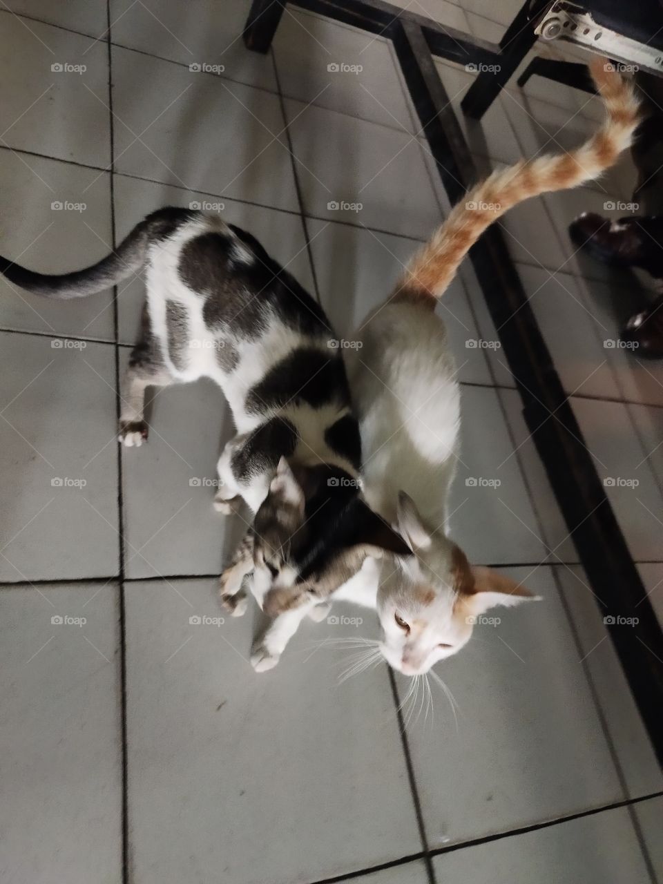 ππππ»π»π»π»ππ
Couple oF Catsπ
Different colours
Animal World
pets
Black and White
white and Red
Love Forever β£οΈ