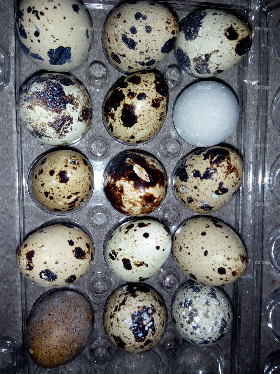 eggs