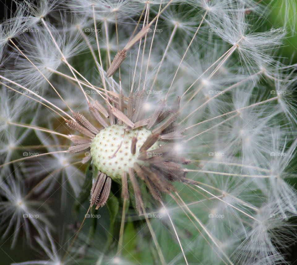 dandelion