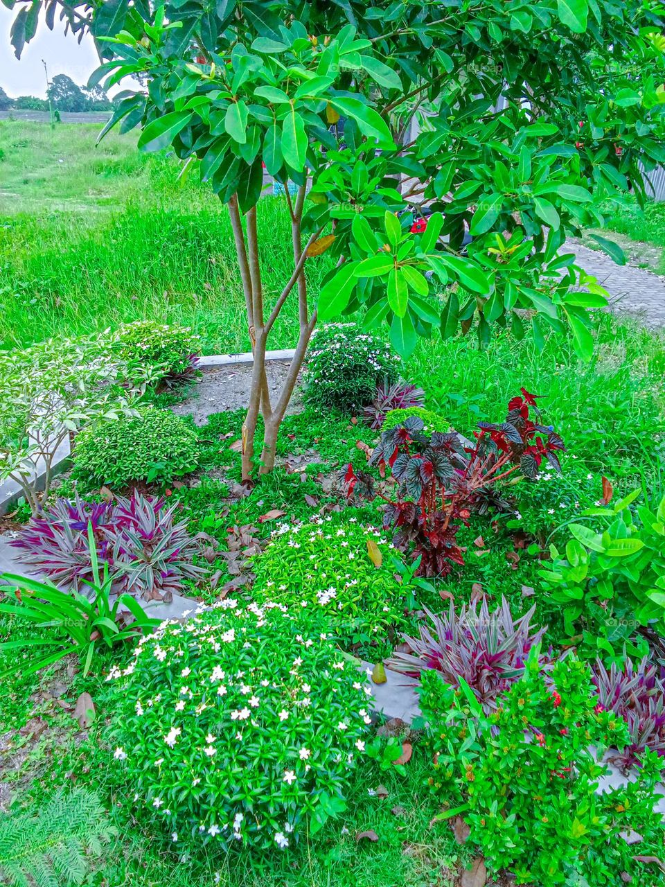 A garden of green flowers all in bloom