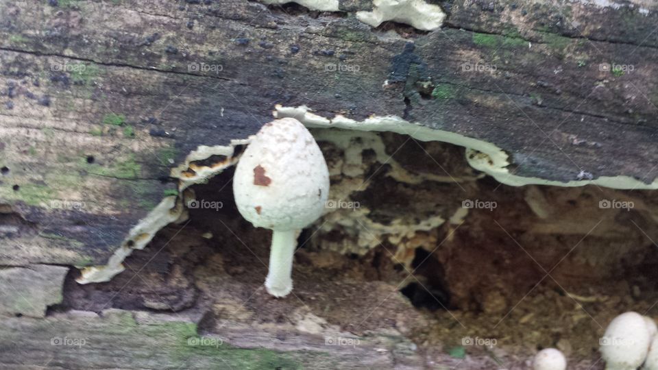 mushroom. fungi
