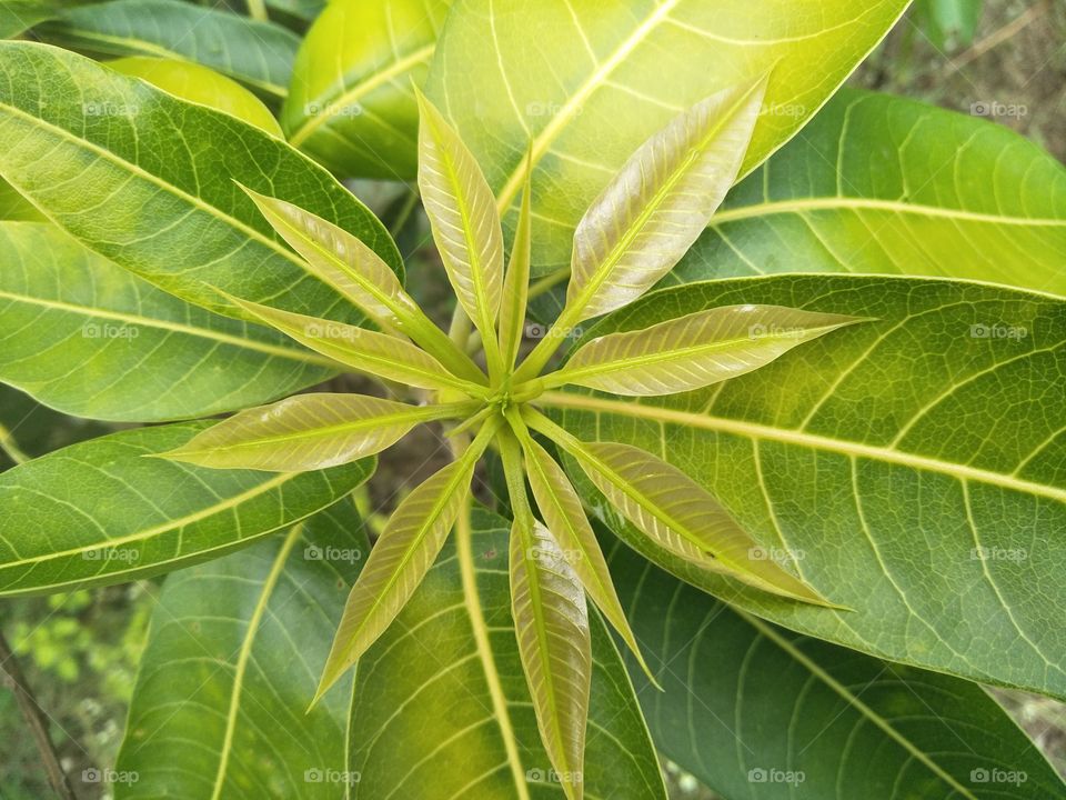 mango leaf