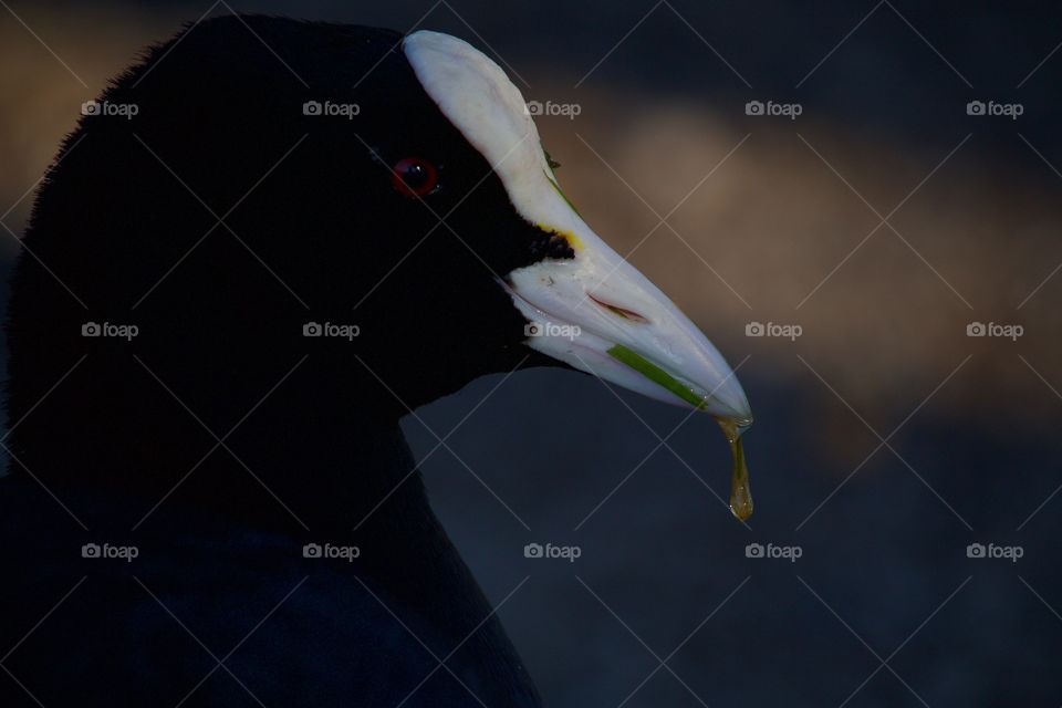 Coot Close-Up