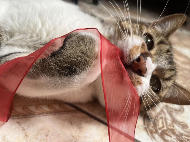 A cute baby cat