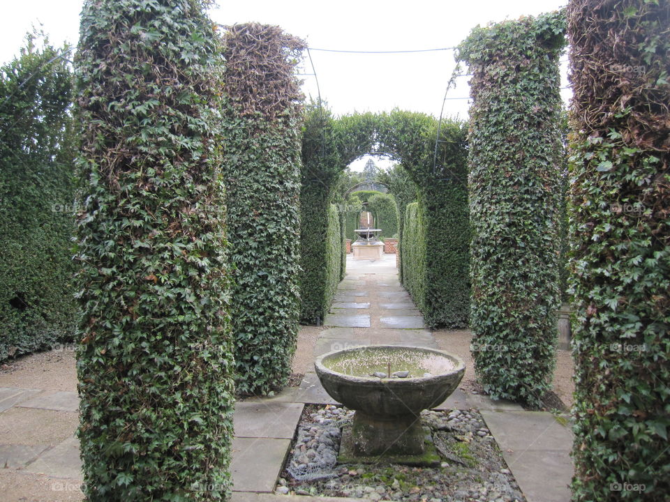 Garden, Hedge, Topiary, Ivy, No Person