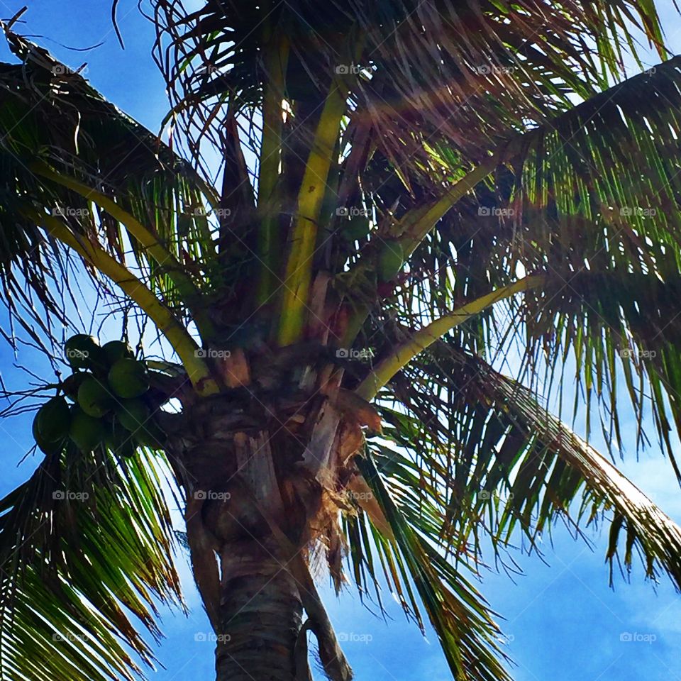 Perfect palm tree in Cocoa Beach, Florida. 