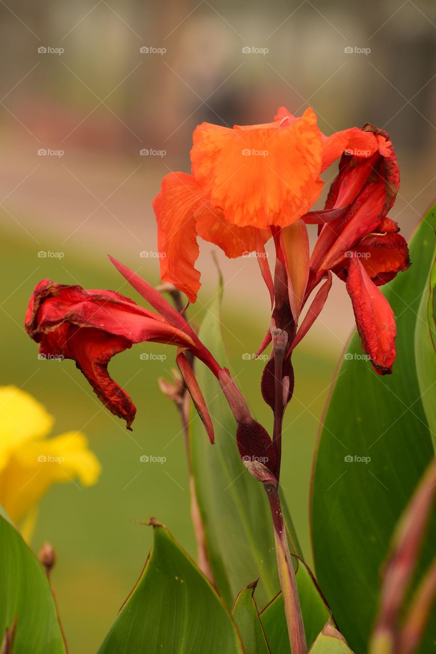 Vivid Orange Big Canna Flower on Blur Background