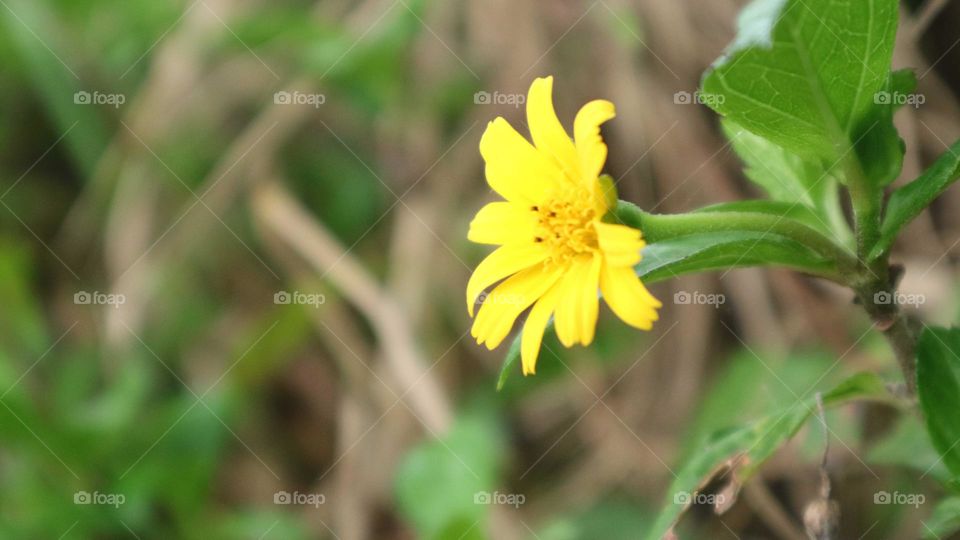 Sphagneticola trilobata, commonly known as the Bay Biscayne creeping-oxeye, Singapore daisy, creeping-oxeye, trailing daisy, and wedelia, is a plant in the tribe Heliantheae tribe of the family Asteraceae. It is native to Mexico, Central America