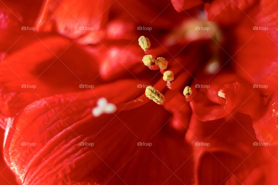 Beautiful bright red Amaryllis flower with yellow stamens. Selective focus