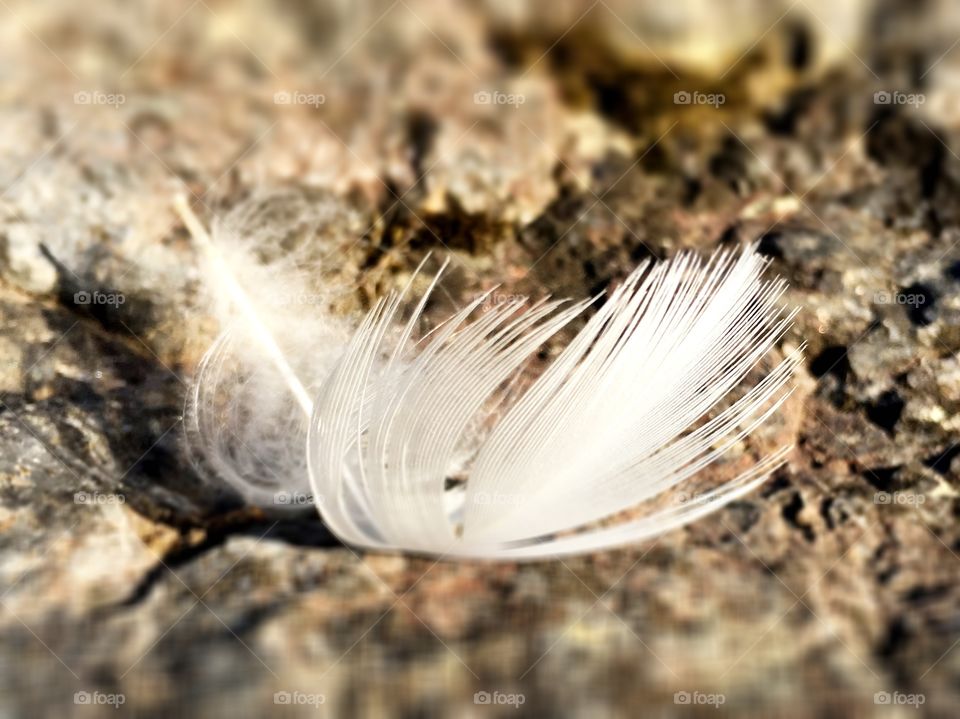 Feather 