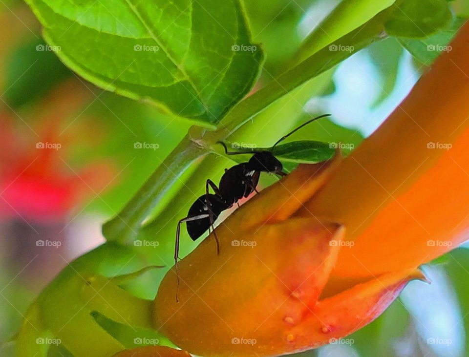 big black ant