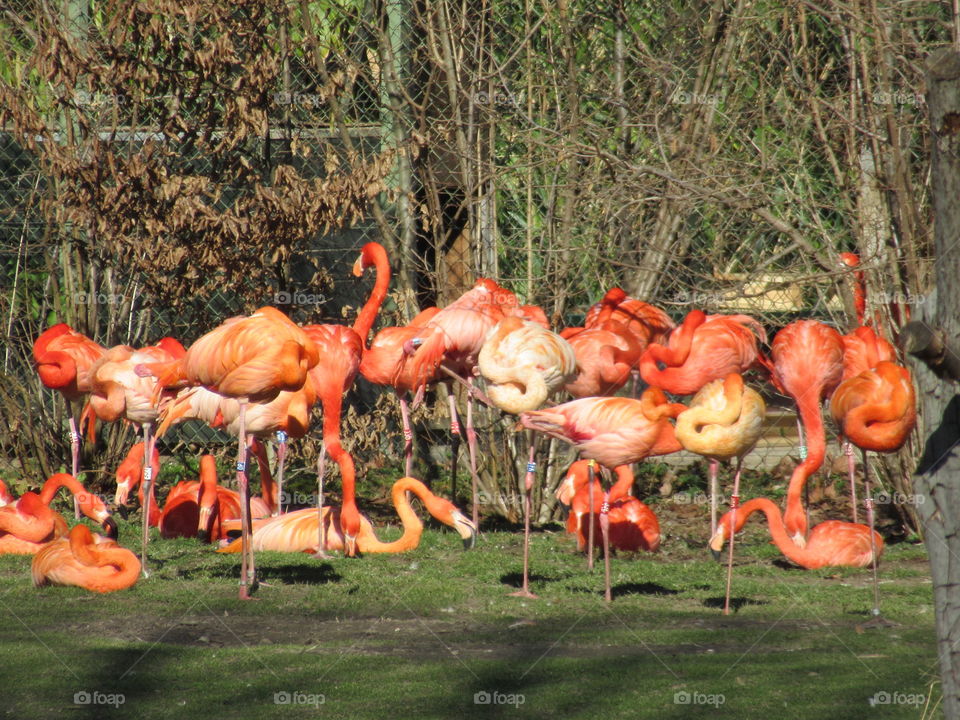 Flamingos looking  colourful at cologne zoo (germany)