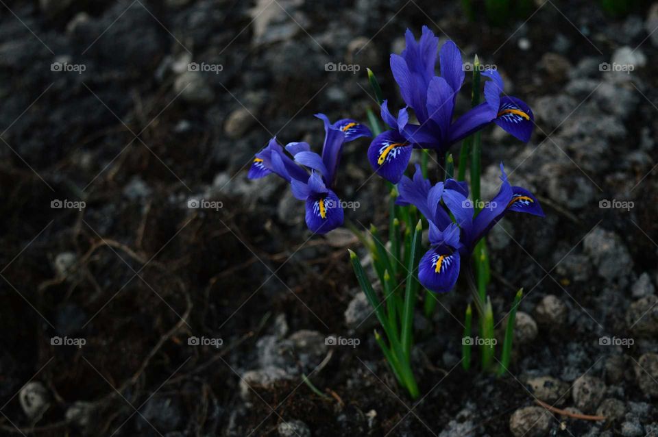 High angle view of blue flowers