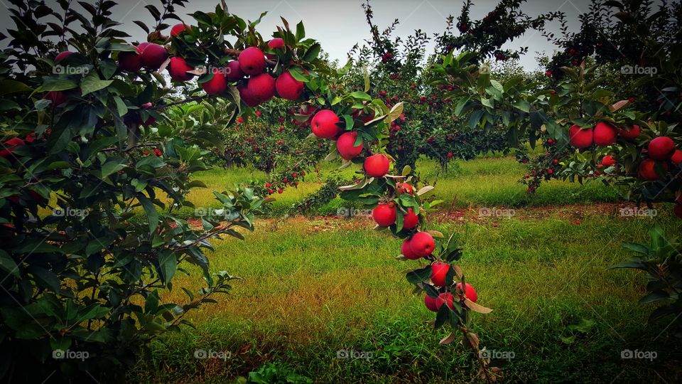 Apple Trees