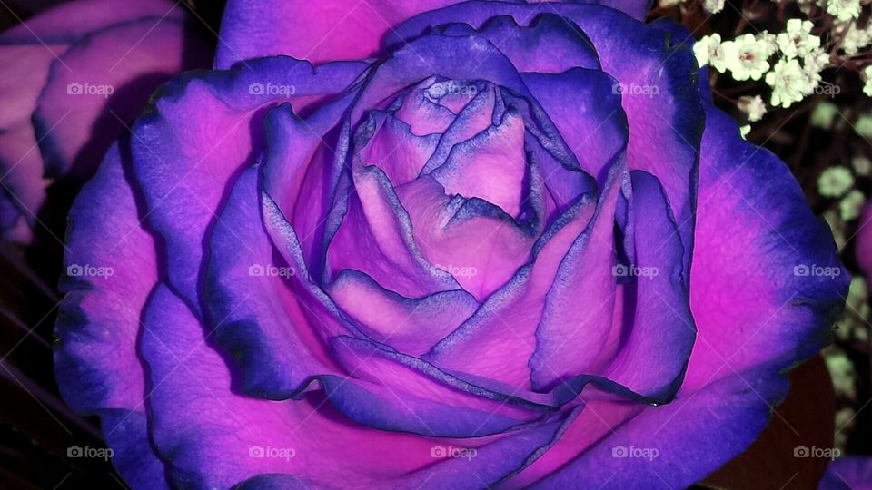 purple rose